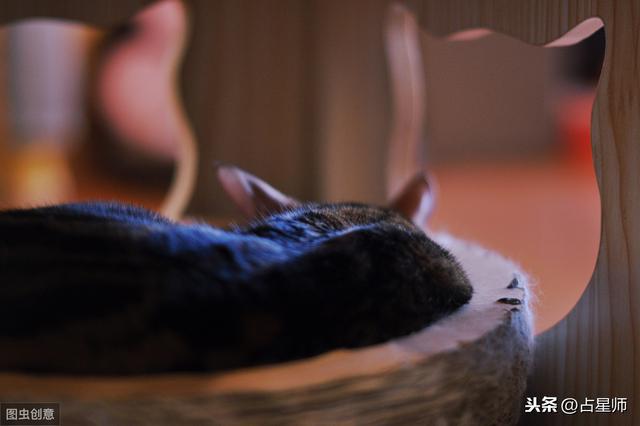 周运｜竹猫塔罗_2019年9月12日至17日星座运势