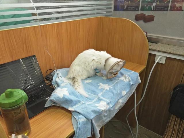 关于猫咪，我所经历的超自然现象