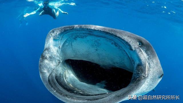 你敢去深海里探索吗？你这一生绝不能错过的画面