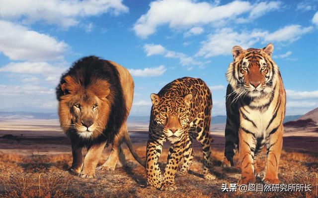 地球上战斗力最强的生物是什么？狮子只能排到第十名