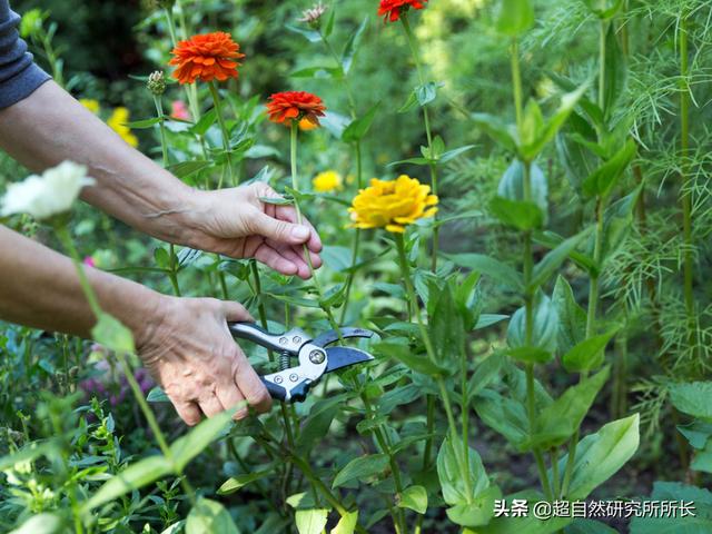 这是你绝对不知道的植物真面目