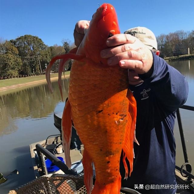 超出你想象的十大深海怪物！终于拍到了它们