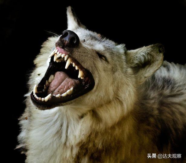 超自然现象无法解释却真实存在？英国传说中的“狗人”是否存在？